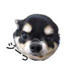 海くんの一言:3（個別スタンプ：4）