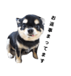海くんの一言:3（個別スタンプ：5）