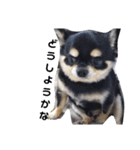 海くんの一言:3（個別スタンプ：12）