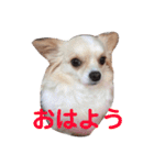 ハッピーチワワ3（個別スタンプ：1）