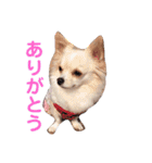 ハッピーチワワ3（個別スタンプ：2）