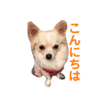 ハッピーチワワ3（個別スタンプ：3）
