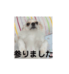 ハッピーチワワ3（個別スタンプ：4）