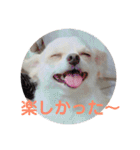 ハッピーチワワ3（個別スタンプ：8）