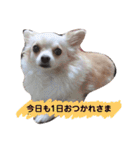 ハッピーチワワ3（個別スタンプ：11）