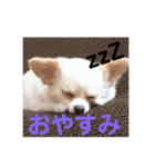 ハッピーチワワ3（個別スタンプ：12）