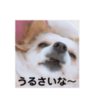 ハッピーチワワ3（個別スタンプ：13）
