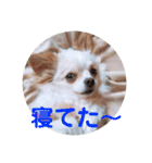 ハッピーチワワ3（個別スタンプ：14）