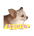 ハッピーチワワ3（個別スタンプ：15）