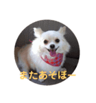 ハッピーチワワ3（個別スタンプ：16）