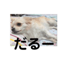 ハッピーチワワ3（個別スタンプ：20）