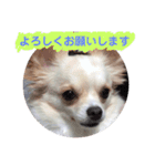 ハッピーチワワ3（個別スタンプ：21）