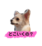 ハッピーチワワ3（個別スタンプ：22）