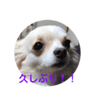 ハッピーチワワ3（個別スタンプ：23）