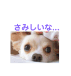 ハッピーチワワ3（個別スタンプ：24）