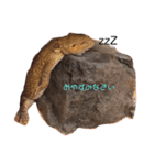 我がペット達（個別スタンプ：3）