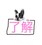 我がペット達（個別スタンプ：7）