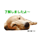 ミニチュアダックスフンド（りりーの日常）（個別スタンプ：3）