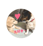 ミニチュアダックスフンド（りりーの日常）（個別スタンプ：5）