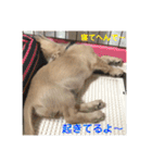 ミニチュアダックスフンド（りりーの日常）（個別スタンプ：11）