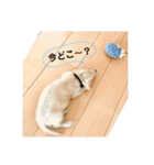 ミニチュアダックスフンド（りりーの日常）（個別スタンプ：20）