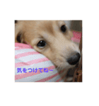 ミニチュアダックスフンド（りりーの日常）（個別スタンプ：22）