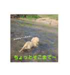 ミニチュアダックスフンド（りりーの日常）（個別スタンプ：23）