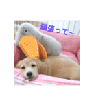 ミニチュアダックスフンド（りりーの日常）（個別スタンプ：25）