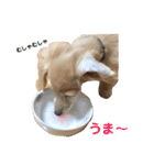 ミニチュアダックスフンド（りりーの日常）（個別スタンプ：27）