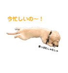 ミニチュアダックスフンド（りりーの日常）（個別スタンプ：32）