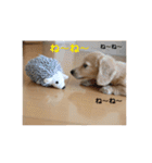ミニチュアダックスフンド（りりーの日常）（個別スタンプ：36）