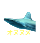 性格の良いサメ君スタンプ（個別スタンプ：9）