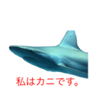 性格の良いサメ君スタンプ（個別スタンプ：11）