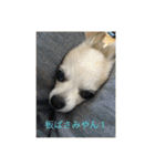 愛犬チワワ マーク（個別スタンプ：1）