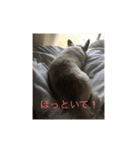 愛犬チワワ マーク（個別スタンプ：2）
