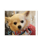愛犬チワワ マーク（個別スタンプ：3）