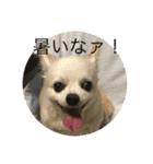 愛犬チワワ マーク（個別スタンプ：4）