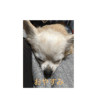 愛犬チワワ マーク（個別スタンプ：5）