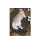 愛犬チワワ マーク（個別スタンプ：6）