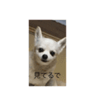 愛犬チワワ マーク（個別スタンプ：7）