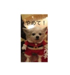 愛犬チワワ マーク（個別スタンプ：8）