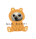 愛犬チワワ マーク（個別スタンプ：10）