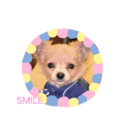 愛犬チワワ マーク（個別スタンプ：11）