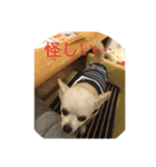愛犬チワワ マーク（個別スタンプ：12）
