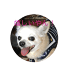 愛犬チワワ マーク（個別スタンプ：15）