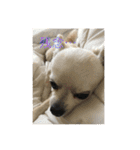 愛犬チワワ マーク（個別スタンプ：16）