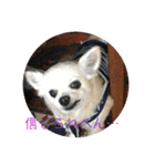 愛犬チワワ マーク（個別スタンプ：17）