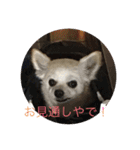 愛犬チワワ マーク（個別スタンプ：18）