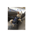愛犬チワワ マーク（個別スタンプ：19）