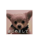 愛犬チワワ マーク（個別スタンプ：20）